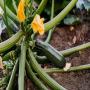 Courgette livraison sur Abidjan 