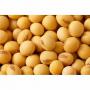 soybean non-gmo