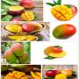 ananas,  avocat,  mangue 