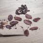 cacao le criollo