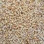 12000 tonnes  des s&eacute;same disponible au Burkina 