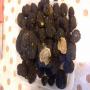 Truffe aestivum 