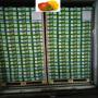 recherche importateur de mangue kent mali ci bf