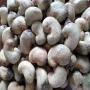 Contrat 500 tonnes cajou brut 48 lbs 