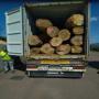 GRUMES CHENE HETRE FRENE