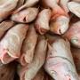 tous les poisson