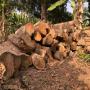 vente de gros bois de teck