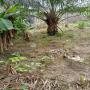 terrain agricole et pour projet d'levage 