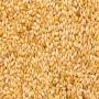 500tonnes de s&eacute;same disponible 