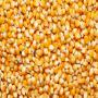 corn of quality 