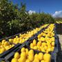 fruits certifiés biologiques