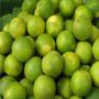 CITRON INDIEN DISPONIBLE POUR EXPORT EN GRANDE QU