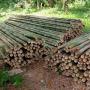 bois de bambou indonésie