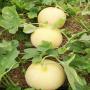 melon galia 
