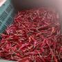 Piment fort rouge 