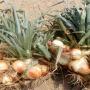 onion 
