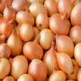 oignons frais