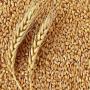 grains de bl