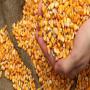 yellow and white  maize.
