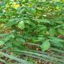 Plantes m&eacute;dicinales &agrave; vendre