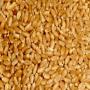 ble (wheat)