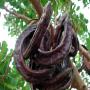 2770 tonne de kharoube