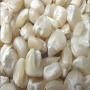 Looking for WHITE CORN non GMO/cherche maïs blanc