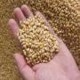 Pignons de pins - Pine nut