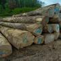 grumes feuillus