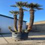 Trithrinax campestris 4 troncs 