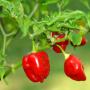 Piments et tomates fra&icirc;ches en grande quantite