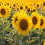 Production de graines de tournesol 