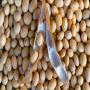 production biologique du soja au togo 