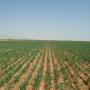 Grande exploitation agricole