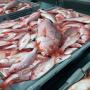 RED SNAPPER 