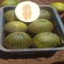 Melon Piel De Sapo origine Maroc