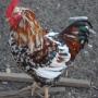 Vente de poulet africain 