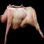 moiti&eacute;s de porc surgel&eacute;es sans la tete