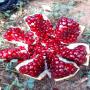 GRENADE FRUIT