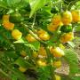 Recherche partenaire Abidjan pour le piment