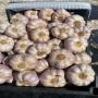 Garlic pink 50mm+ premium quality