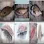sardine et maquerelle
