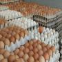 Oeufs et volailles 