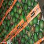 recherche de clients pour l'exportation de mangue