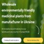 Vente de plantes m&eacute;dicinales en vrac du fabricant