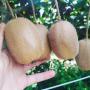kiwi bio ou conventionnels Calibre 