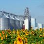 Huile de tournesol 