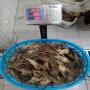 langoustes vivantes crevettes gambas et craps
