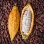 poudre, beurre et fève de cacao de cote d'ivoire 