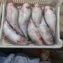 poisson mulet et burro